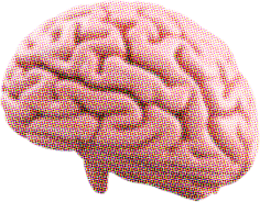 brain